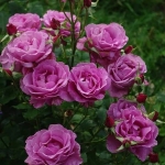 Shocking Blue / Шокинг Блю